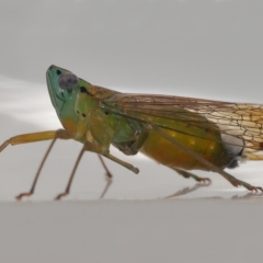 Magia subocellata at Wellington Point, QLD - suppressed