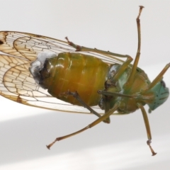 Magia subocellata at Wellington Point, QLD - suppressed