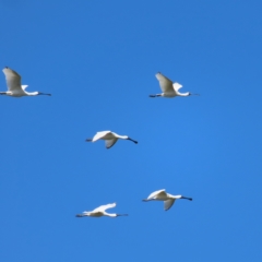 Platalea regia (Royal Spoonbill) at Jerrabomberra Wetlands - 8 Apr 2023 by MatthewFrawley