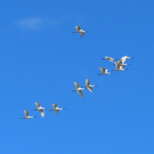 Platalea regia at Fyshwick, ACT - 8 Apr 2023