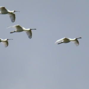 Platalea regia at Fyshwick, ACT - 8 Apr 2023