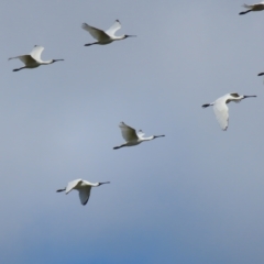 Platalea regia at Fyshwick, ACT - 8 Apr 2023