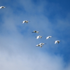 Platalea regia at Fyshwick, ACT - 8 Apr 2023