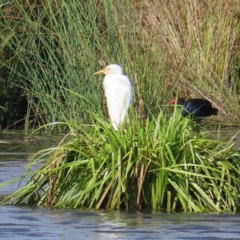 Ardea plumifera (Plumed Egret) at Jerrabomberra Wetlands - 8 Apr 2023 by MatthewFrawley