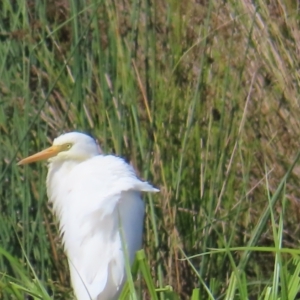 Ardea plumifera at Fyshwick, ACT - 8 Apr 2023