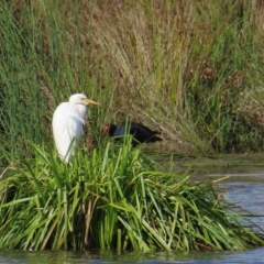 Ardea plumifera at Fyshwick, ACT - 8 Apr 2023