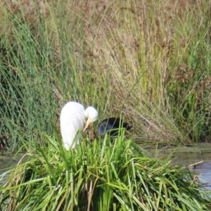 Ardea plumifera at Fyshwick, ACT - 8 Apr 2023 10:49 AM