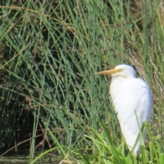 Ardea plumifera at Fyshwick, ACT - 8 Apr 2023 10:49 AM