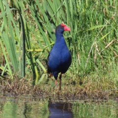 Porphyrio melanotus (Australasian Swamphen) at Fyshwick, ACT - 8 Apr 2023 by MatthewFrawley