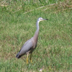 Egretta novaehollandiae (White-faced Heron) at Jerrabomberra Wetlands - 8 Apr 2023 by MatthewFrawley