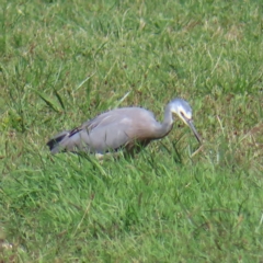 Egretta novaehollandiae at Fyshwick, ACT - 8 Apr 2023