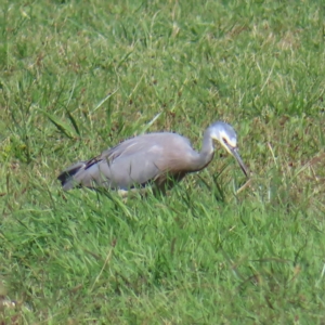 Egretta novaehollandiae at Fyshwick, ACT - 8 Apr 2023 10:57 AM