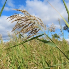 Phragmites australis (Common Reed) at Fyshwick, ACT - 8 Apr 2023 by MatthewFrawley