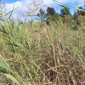 Phragmites australis at Fyshwick, ACT - 8 Apr 2023