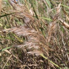 Phragmites australis at Fyshwick, ACT - 8 Apr 2023