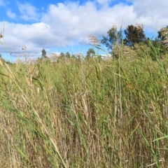 Phragmites australis at Fyshwick, ACT - 8 Apr 2023