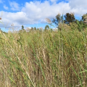 Phragmites australis at Fyshwick, ACT - 8 Apr 2023