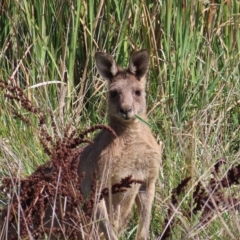 Macropus giganteus (Eastern Grey Kangaroo) at Jerrabomberra Wetlands - 8 Apr 2023 by MatthewFrawley