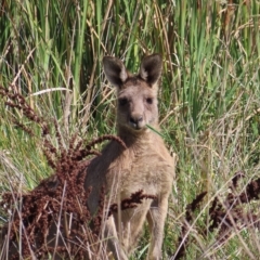 Macropus giganteus (Eastern Grey Kangaroo) at Fyshwick, ACT - 8 Apr 2023 by MatthewFrawley