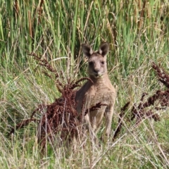 Macropus giganteus at Fyshwick, ACT - 8 Apr 2023 11:03 AM