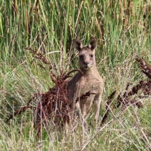 Macropus giganteus at Fyshwick, ACT - 8 Apr 2023 11:03 AM