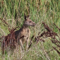 Macropus giganteus at Fyshwick, ACT - 8 Apr 2023