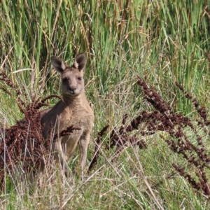 Macropus giganteus at Fyshwick, ACT - 8 Apr 2023 11:03 AM