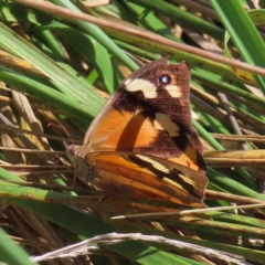 Heteronympha merope (Common Brown Butterfly) at Fyshwick, ACT - 8 Apr 2023 by MatthewFrawley