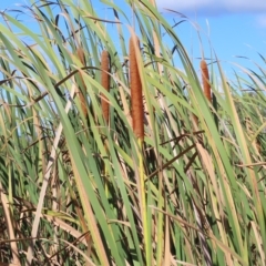 Typha orientalis (Broad-leaved Cumbumgi) at Fyshwick, ACT - 8 Apr 2023 by MatthewFrawley