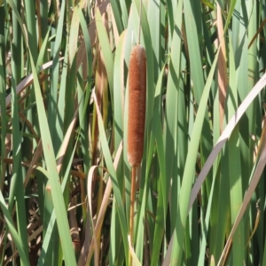 Typha orientalis at Fyshwick, ACT - 8 Apr 2023 11:08 AM