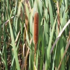 Typha orientalis at Fyshwick, ACT - 8 Apr 2023