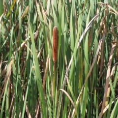 Typha orientalis at Fyshwick, ACT - 8 Apr 2023 11:08 AM