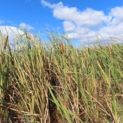 Typha orientalis at Fyshwick, ACT - 8 Apr 2023 11:08 AM