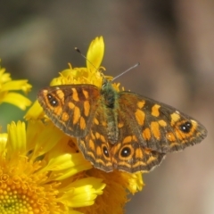 Oreixenica correae (Orange Alpine Xenica) at Cotter River, ACT - 31 Mar 2023 by Christine