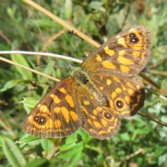 Oreixenica correae at Cotter River, ACT - 31 Mar 2023