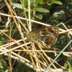 Oreixenica correae at Cotter River, ACT - 31 Mar 2023