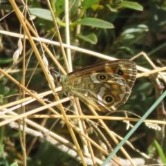 Oreixenica correae at Cotter River, ACT - 31 Mar 2023 11:23 AM
