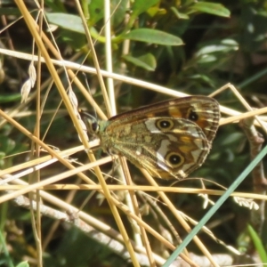 Oreixenica correae at Cotter River, ACT - 31 Mar 2023