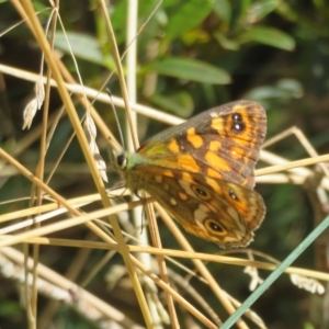 Oreixenica correae at Cotter River, ACT - 31 Mar 2023