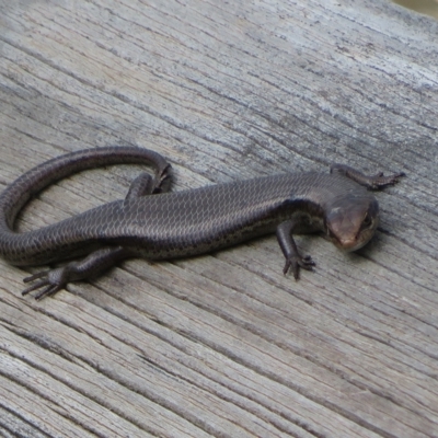 Pseudemoia entrecasteauxii (Woodland Tussock-skink) at Namadgi National Park - 31 Mar 2023 by Christine