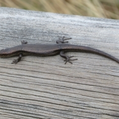 Pseudemoia entrecasteauxii at Cotter River, ACT - 31 Mar 2023