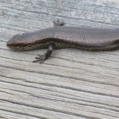 Pseudemoia entrecasteauxii at Cotter River, ACT - 31 Mar 2023