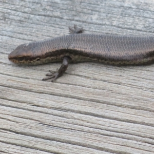 Pseudemoia entrecasteauxii at Cotter River, ACT - 31 Mar 2023