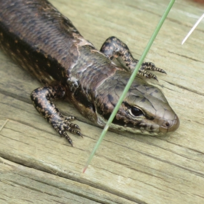 Eulamprus tympanum (Southern Water Skink) at Namadgi National Park - 31 Mar 2023 by Christine