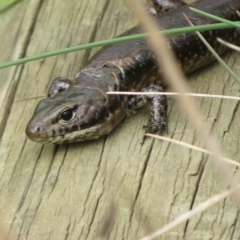 Eulamprus tympanum at Cotter River, ACT - 31 Mar 2023 12:28 PM