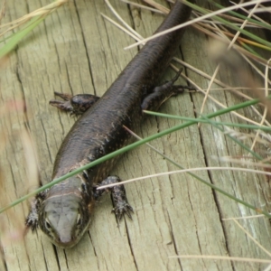 Eulamprus tympanum at Cotter River, ACT - 31 Mar 2023