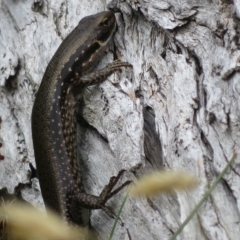 Eulamprus tympanum (Southern Water Skink) at Cotter River, ACT - 31 Mar 2023 by Christine