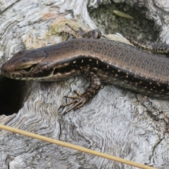 Eulamprus tympanum at Cotter River, ACT - 31 Mar 2023