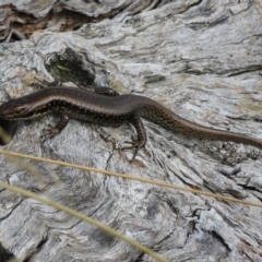 Eulamprus tympanum at Cotter River, ACT - 31 Mar 2023