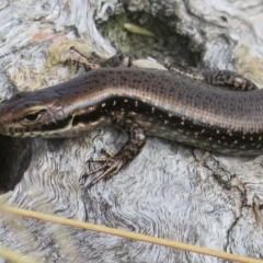 Eulamprus tympanum at Cotter River, ACT - 31 Mar 2023